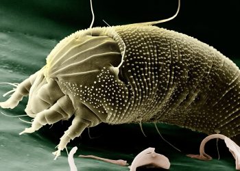 Hausstaubmilben bekämpfen (Hausmittel) | Milben natürlich töten