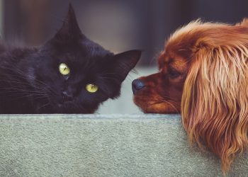 Hausstauballergie bei Hund, Pferd & Katze | Symptome bei Tieren