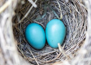 Eierkocher für 2 Eier im Test | Anleitung für zwei Eier