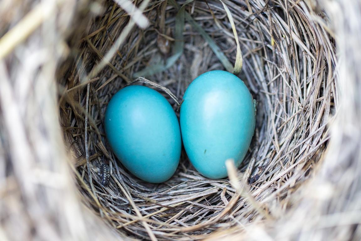 2 Eier im Nest